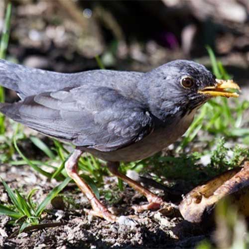 Turdus Nigriceps